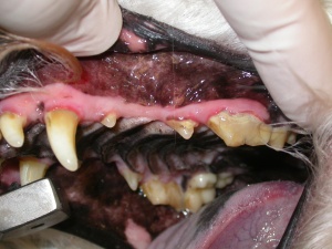 Old fracture of maxillary premolar tooth.  Note the fracture site has been covered with a layer of tartar.